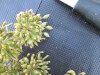 Thumbnail IMG_0554.JPG 