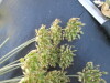 Thumbnail IMG_0555.JPG 
