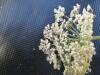 Thumbnail IMG_0556.JPG 