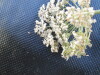 Thumbnail IMG_0557.JPG 
