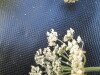 Thumbnail IMG_0558.JPG 