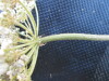 Thumbnail IMG_0559.JPG 