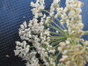 Thumbnail IMG_0560.JPG 