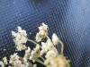 Thumbnail IMG_0561.JPG 