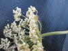 Thumbnail IMG_0562.JPG 