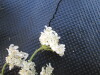 Thumbnail IMG_0563.JPG 