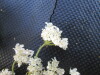 Thumbnail IMG_0564.JPG 