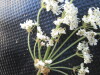Thumbnail IMG_0565.JPG 