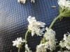 Thumbnail IMG_0566.JPG 