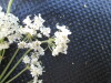Thumbnail IMG_0568.JPG 