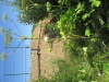 Thumbnail IMG_0174.JPG 