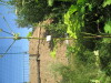 Thumbnail IMG_0176.JPG 