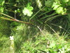 Thumbnail IMG_0177.JPG 