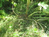Thumbnail IMG_0178.JPG 