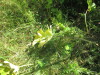 Thumbnail IMG_0179.JPG 