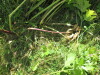 Thumbnail IMG_0180.JPG 