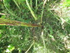 Thumbnail IMG_0181.JPG 