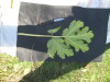 Thumbnail IMG_0444.JPG 