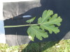Thumbnail IMG_0445.JPG 