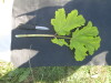 Thumbnail IMG_0446.JPG 