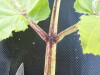 Thumbnail IMG_0450.JPG 