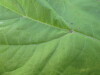 Thumbnail IMG_0451.JPG 