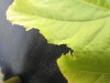 Thumbnail IMG_0452.JPG 