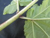Thumbnail IMG_0454.JPG 