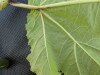 Thumbnail IMG_0455.JPG 
