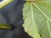 Thumbnail IMG_0456.JPG 