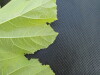 Thumbnail IMG_0457.JPG 