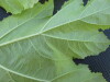 Thumbnail IMG_0458.JPG 