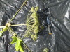 Thumbnail IMG_0460.JPG 