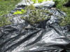 Thumbnail IMG_0462.JPG 