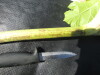 Thumbnail IMG_0463.JPG 