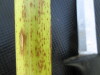 Thumbnail IMG_0466.JPG 