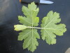 Thumbnail IMG_0467.JPG 