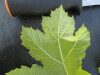 Thumbnail IMG_0468.JPG 