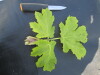 Thumbnail IMG_0469.JPG 