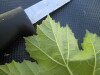 Thumbnail IMG_0471.JPG 