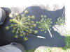 Thumbnail IMG_0473.JPG 