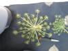 Thumbnail IMG_0475.JPG 