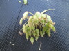 Thumbnail IMG_0476.JPG 