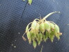 Thumbnail IMG_0477.JPG 