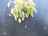 Thumbnail IMG_0478.JPG 