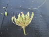 Thumbnail IMG_0479.JPG 