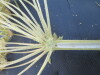 Thumbnail IMG_0480.JPG 