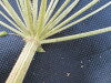Thumbnail IMG_0481.JPG 
