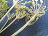 Thumbnail IMG_0482.JPG 