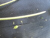 Thumbnail IMG_0483.JPG 